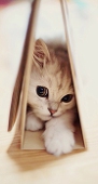 にゃんこ