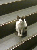 青ねこ