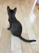 すみれ