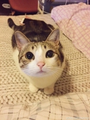 Meow