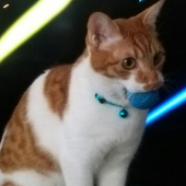 AIKO