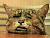 飞翔の猫
