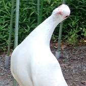 秋瀬