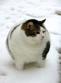 木三