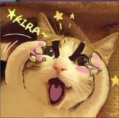 菊花猫