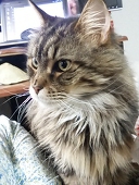 静真