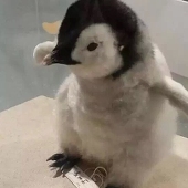 一枪穿云