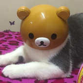 KUMA777