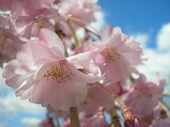 桜花