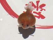 ぎょきん