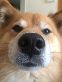 犬侍
