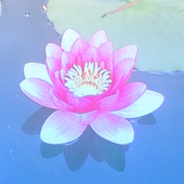 結季