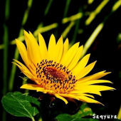 Saqyura