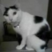 御影シンヤ