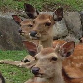 いずみ