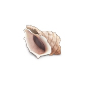 INDU