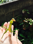 ふじわら