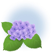 花柏（椹）