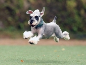 飛び犬