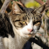 猫