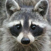 raccoon21