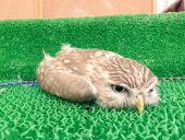 ハシビロ公