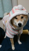 菊耀厨