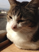 猫ペコ