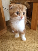 いく