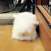 雪うさぎ