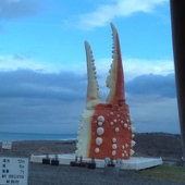 観察池めだか