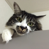 ヒョウ