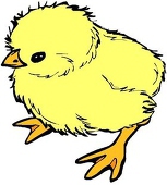 ひよこ