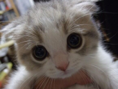 うっすい。