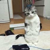 心碎的帅比