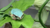 カエルノコ