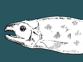 sakana
