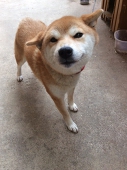 主食は柴犬