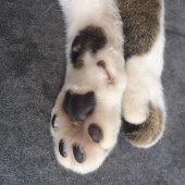 ねこのじ