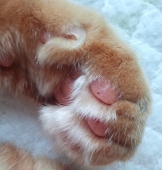 むくお