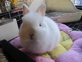 藪野うさぎ