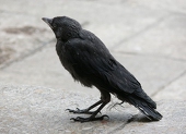 Jackdaw