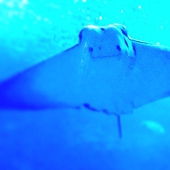 rimoruba