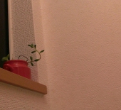 勿忘草