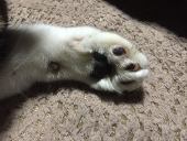 クロム