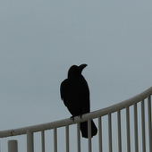 びん