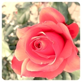 芽茶子