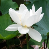 奈梨