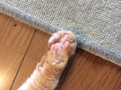 あやの
