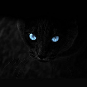 空猫